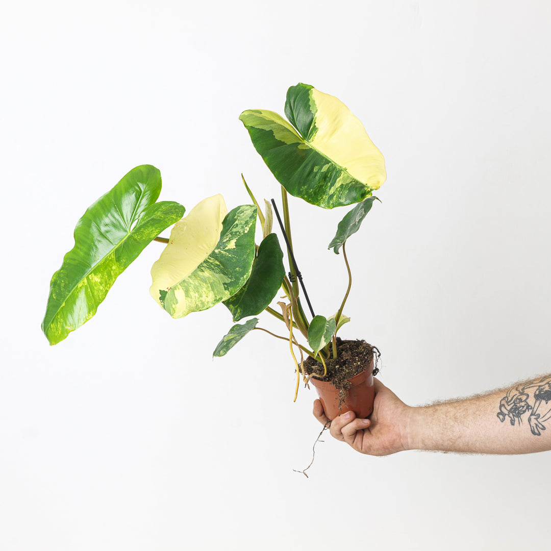 philodendron burle marx zone Philodendron 'Burle Marx' Variegated | Plants