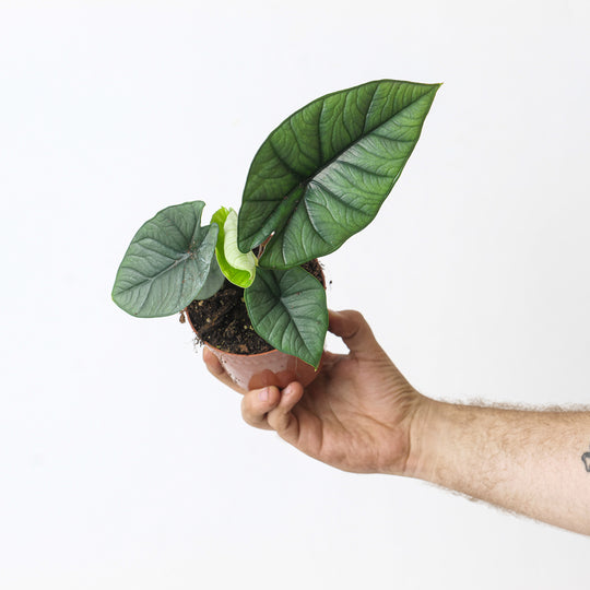 Alocasia 'Platinum' 10.5cm Plants GrowTropicals