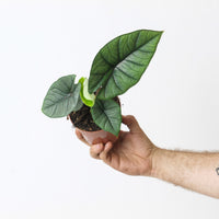 Alocasia 'Platinum'
