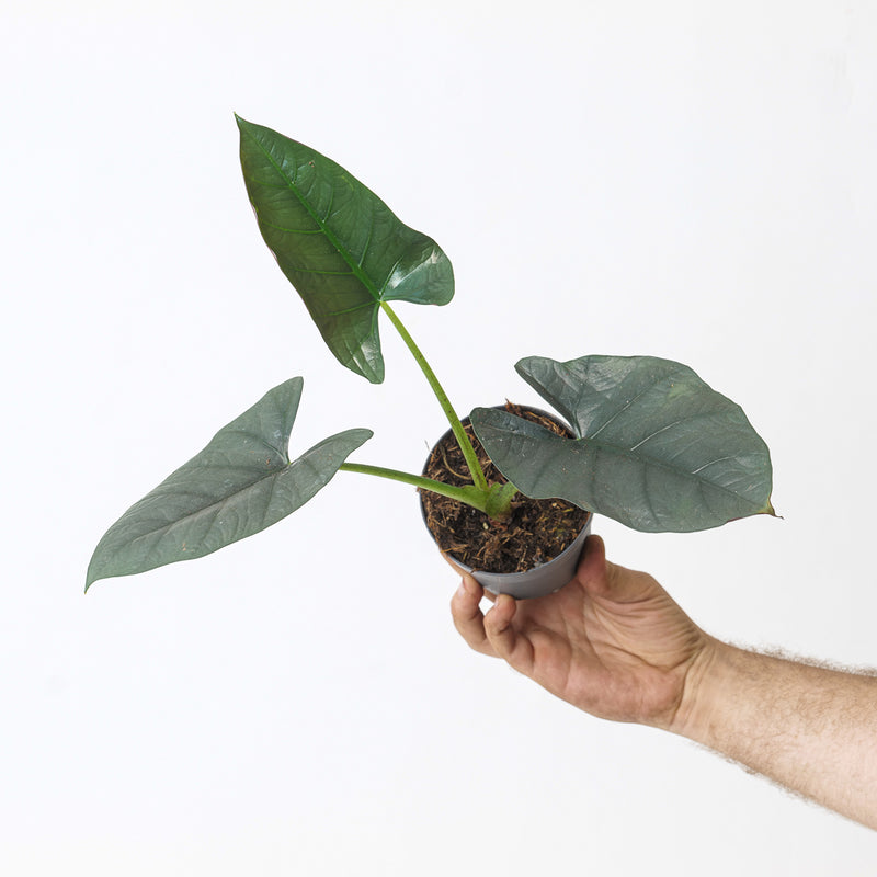 Alocasia cf. 'Bisma' Plants GrowTropicals