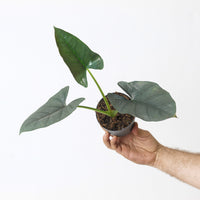 Alocasia cf. 'Bisma'