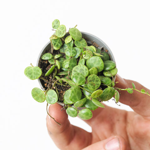 Peperomia Prostrata 6cm Plants GrowTropicals