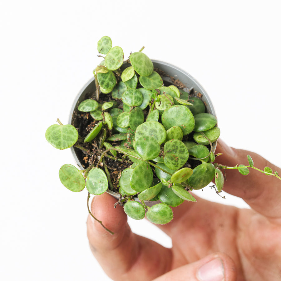 Peperomia Prostrata | String of Turtles