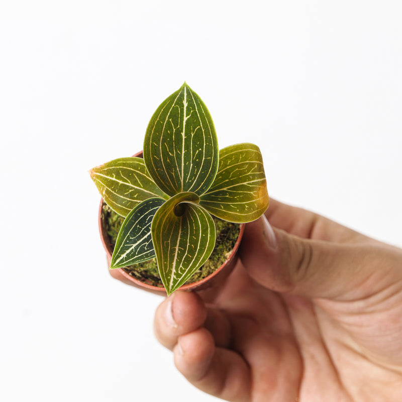 Ludisia discolor 'Green Velvet' Plants GrowTropicals
