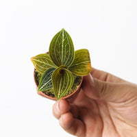Ludisia discolor 'Green Velvet'