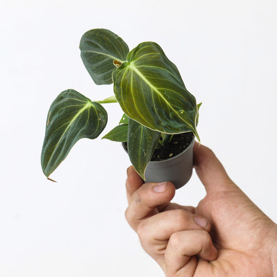 Imperfect Philodendron Melanochrysum Plants GrowTropicals