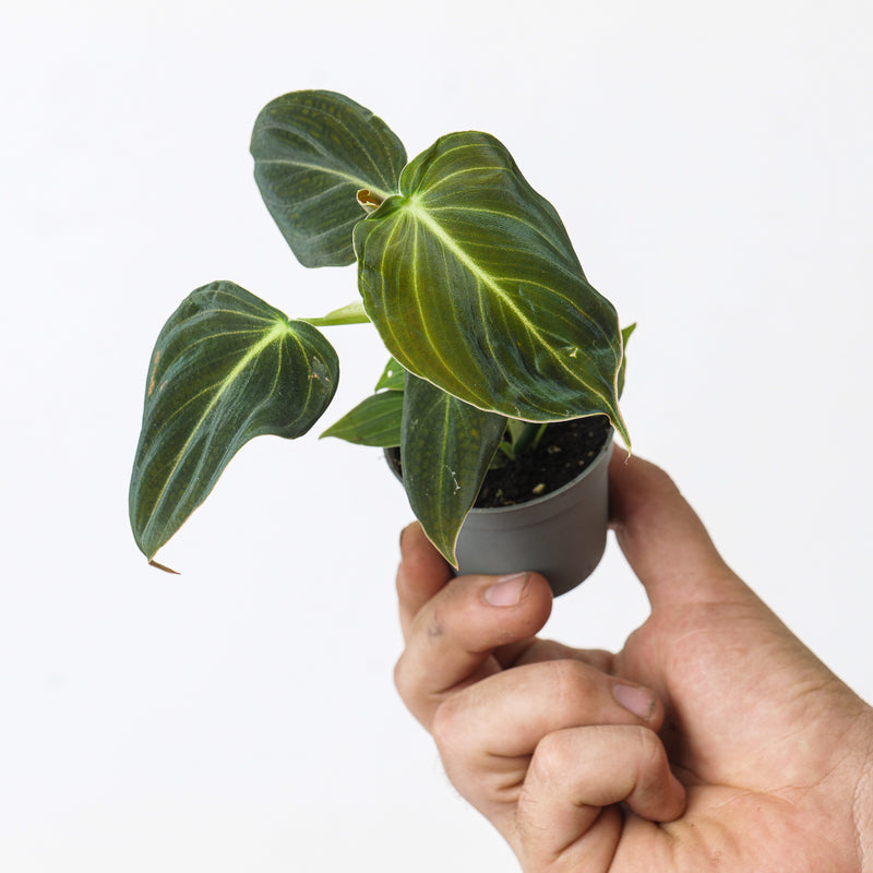 Philodendron Melanochrysum — 6cm