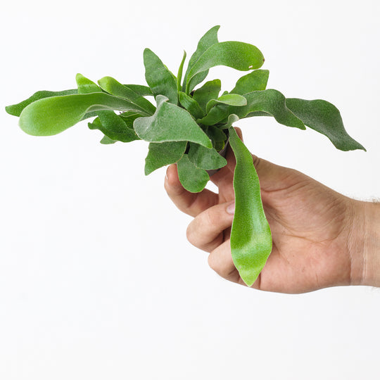 Platycerium Grande Plants GrowTropicals