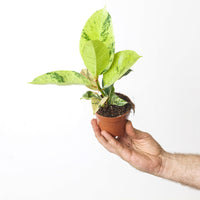 Ficus Shivereana Moonshine