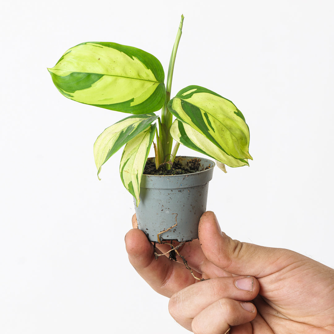 golden mosaic prayer plant Ctenanthe Pilosa Golden Mosaic