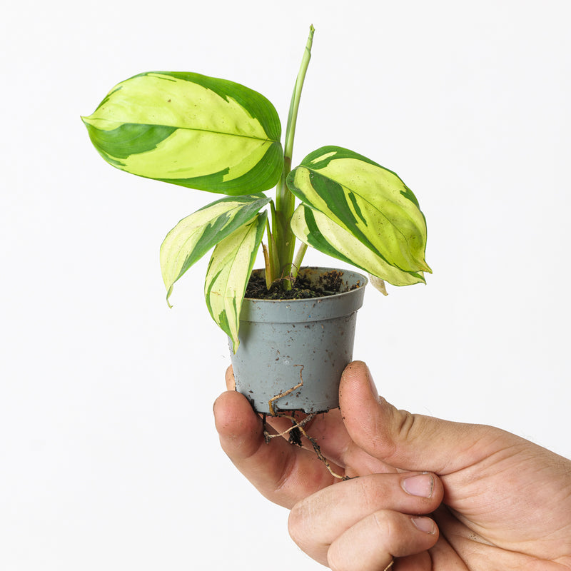 Ctenanthe Pilosa Golden Mosaic — 6cm
