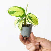 Ctenanthe Pilosa Golden Mosaic