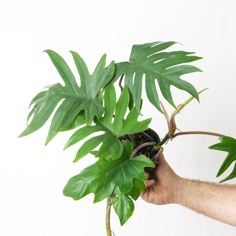 Philodendron Plant Bundle — Default Title
