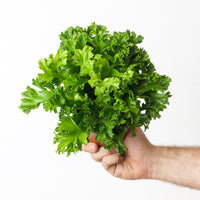 Asplenium antiquum 'Leslie'