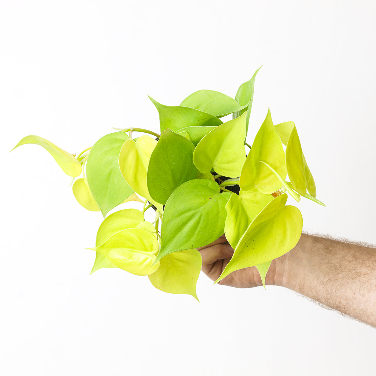 lime heart leaf philodendron Philodendron scandens 'Lemon Lime' | Plants