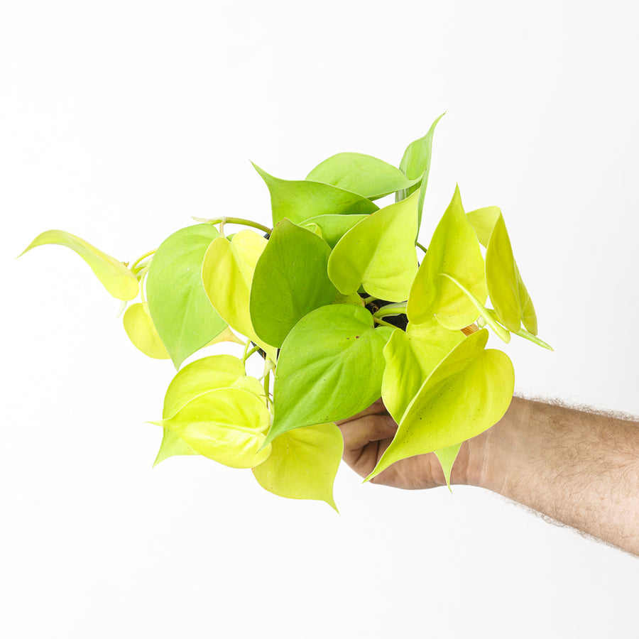 Philodendron scandens 'Lemon Lime' - GROW TROPICALS