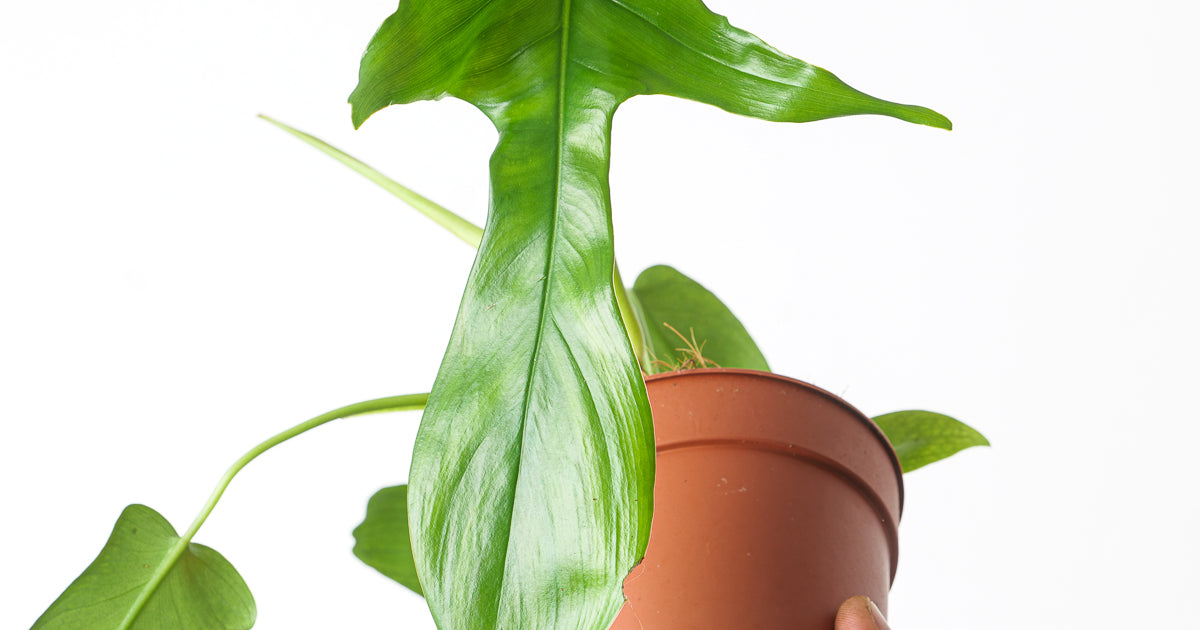 philodendron glad hands care Philodendron pedatum 'Glad Hands' | Plants