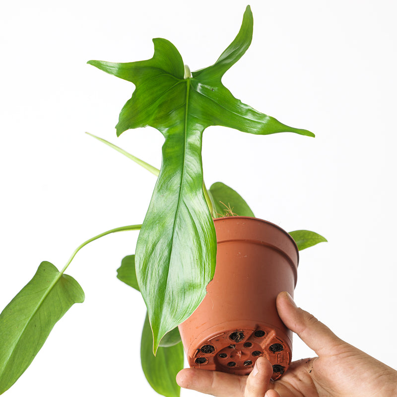 Philodendron pedatum 'Glad Hands' Plants GrowTropicals
