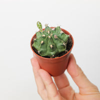 Gymnocalycium damsii