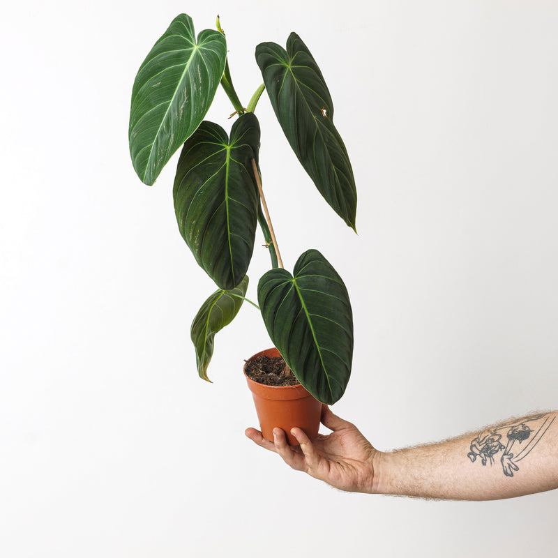 Imperfect Philodendron Melanochrysum Plants GrowTropicals
