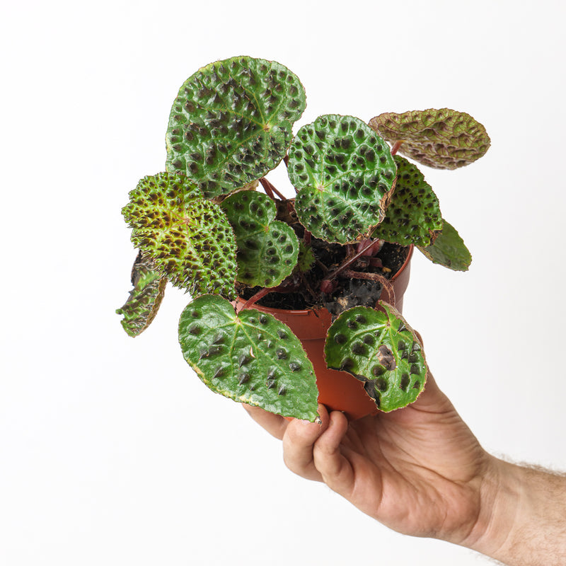 Begonia Bundle Plant Bundle GrowTropicals