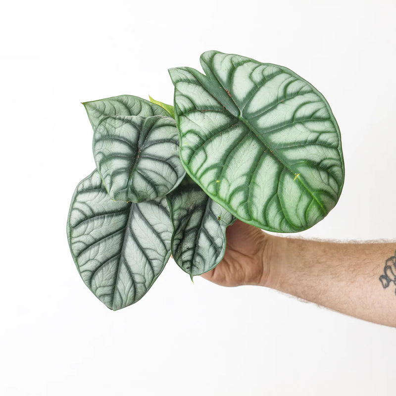 Alocasia Plant Bundle Plant Bundle GrowTropicals