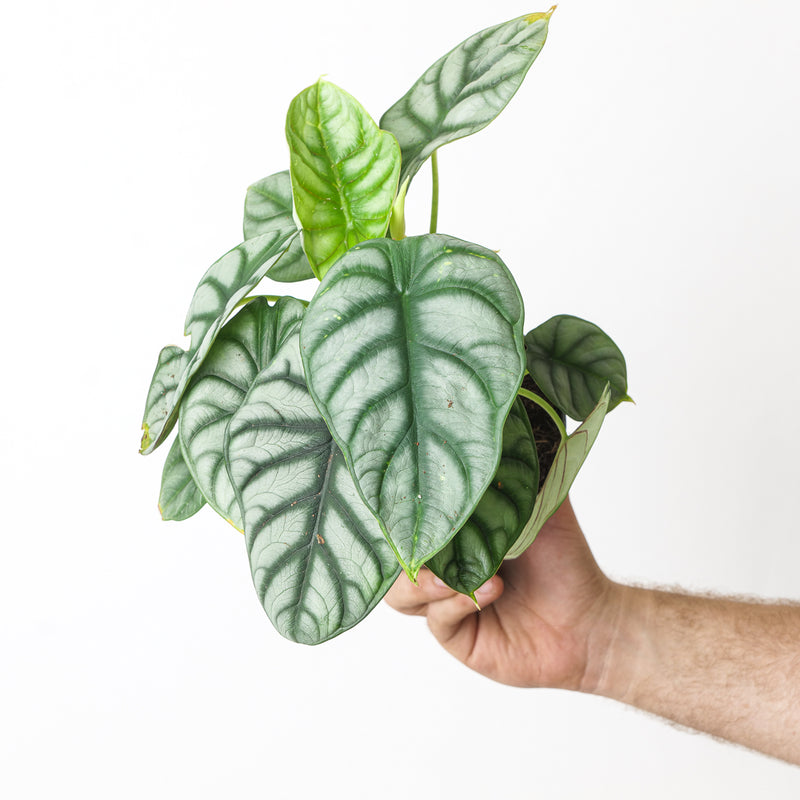Rare Beginner's Bundle Plant Bundle GrowTropicals