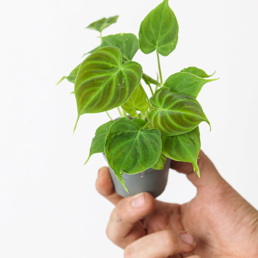 http nsetropicals.com store p13 philodendron_verrucosum.html Philodendron Verrucosum | Plants