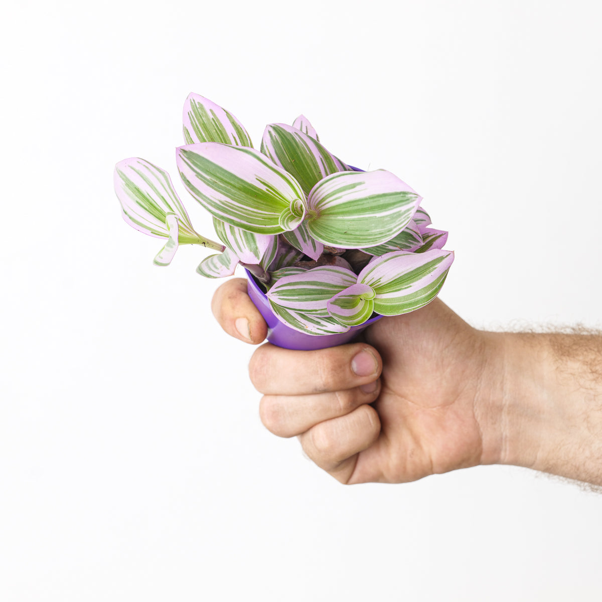 Tradescantia Nanouk Plants GrowTropicals