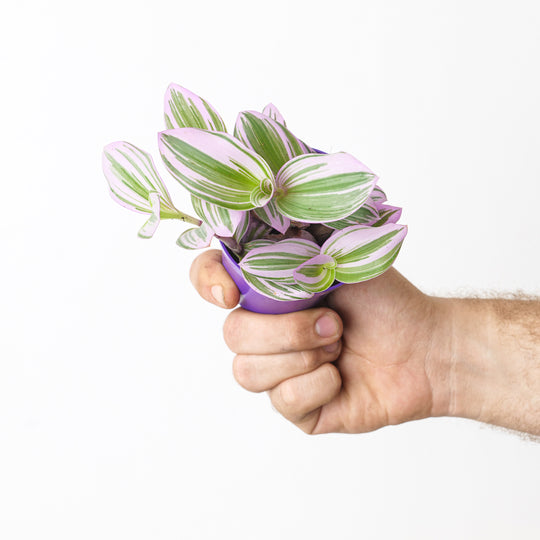Tradescantia Nanouk Plants GrowTropicals