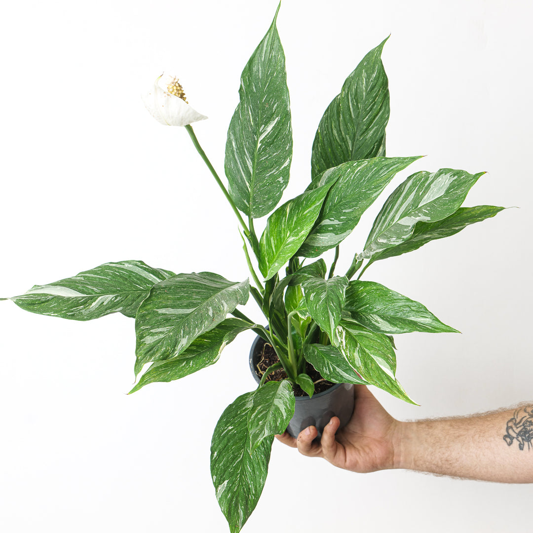 variegated peace lily types Spathiphyllum Diamond