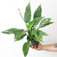 Spathiphyllum Diamond