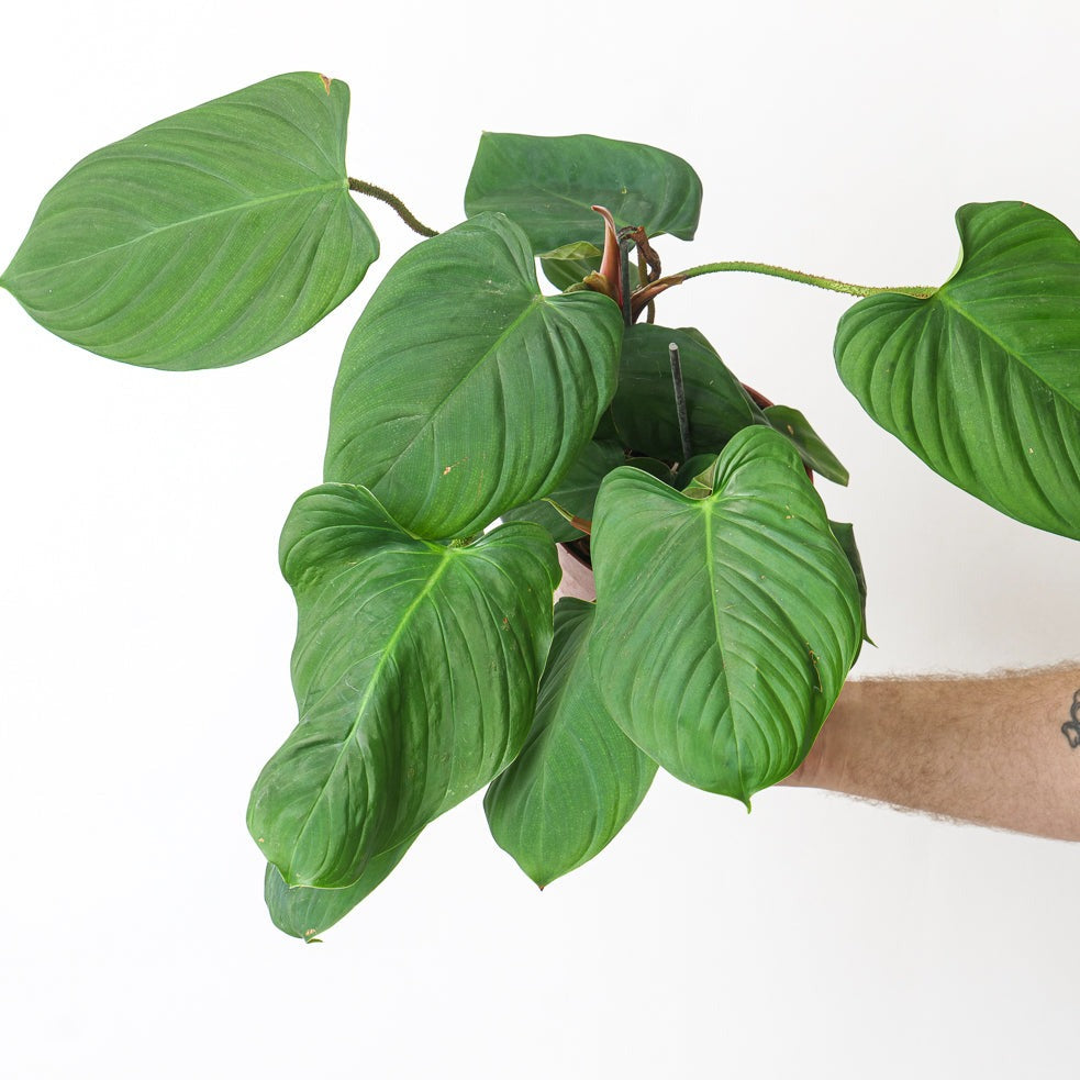 philodendron fuzzy petiole nangaritense Philodendron Fuzzy Petiole