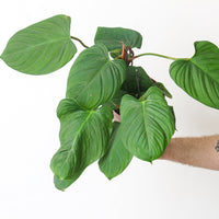 Philodendron Fuzzy Petiole
