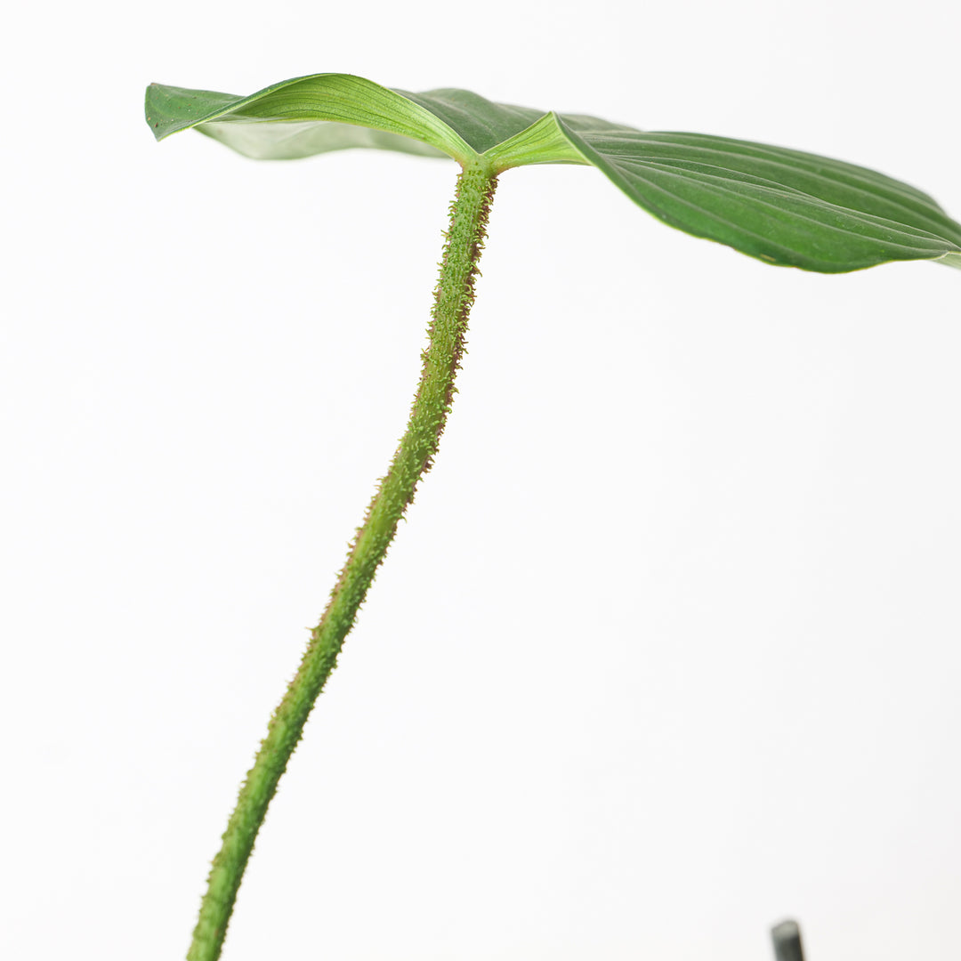 petiole of philodendron Philodendron Fuzzy Petiole
