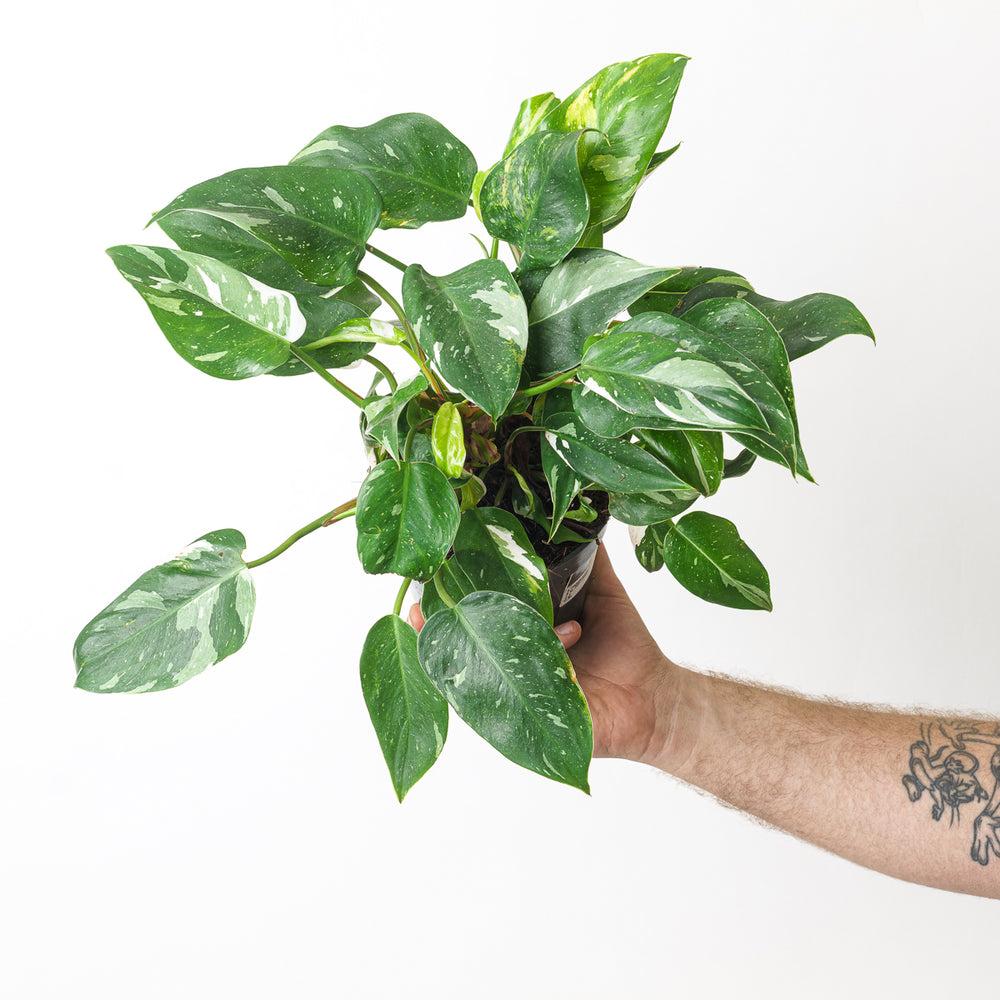 Philodendron White Princess - GROW TROPICALS