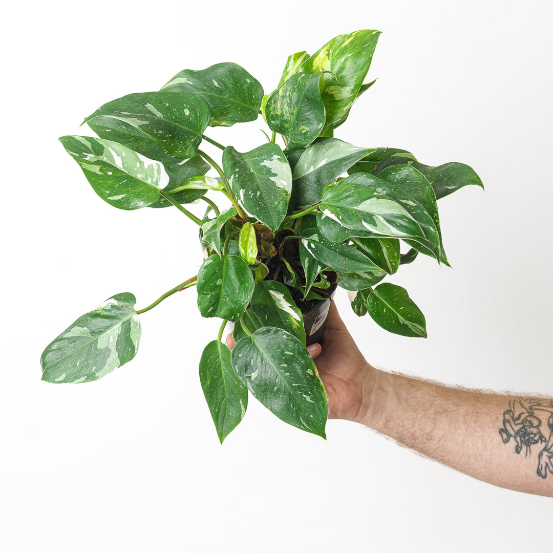 white ice princess philodendron for sale Philodendron White Princess | Plants