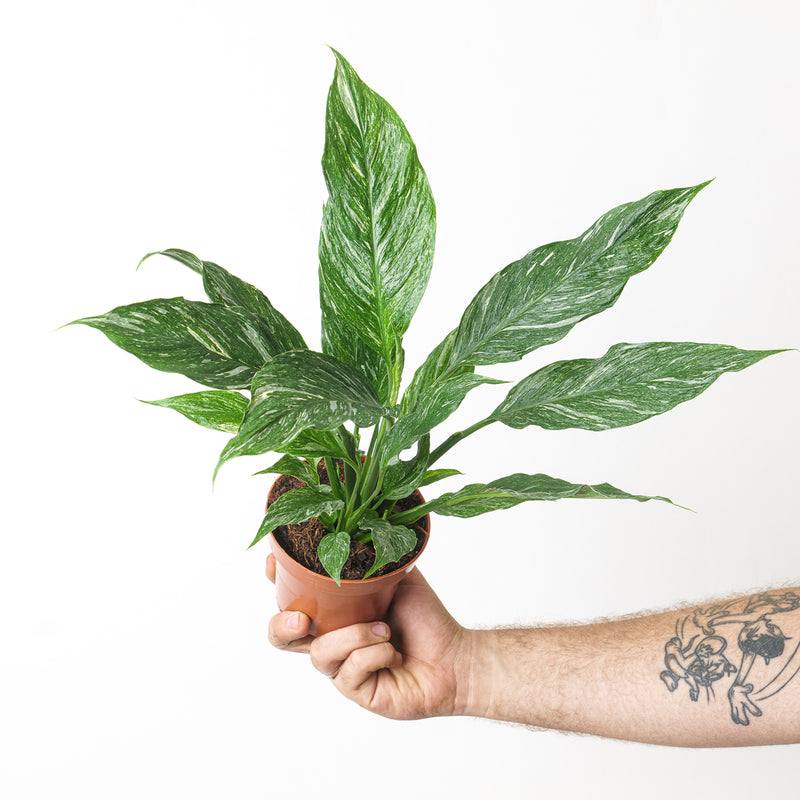 Spathiphyllum Diamond — 12cm