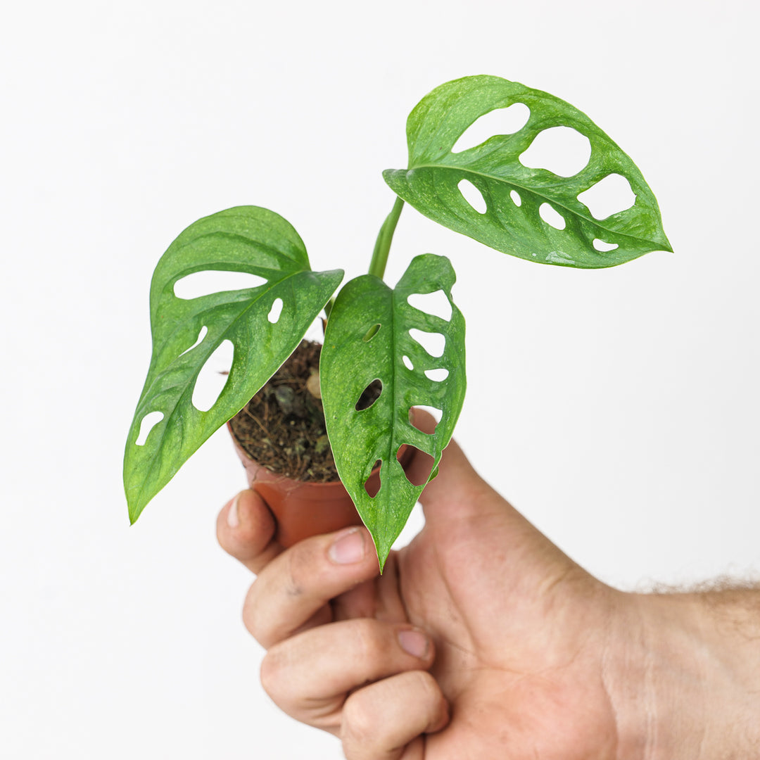 mint swiss cheese plant Monstera Adansonii 'European Mint' | Plants