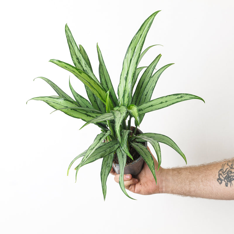 Aglaonema Cutlass — 12cm