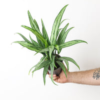 Aglaonema Cutlass