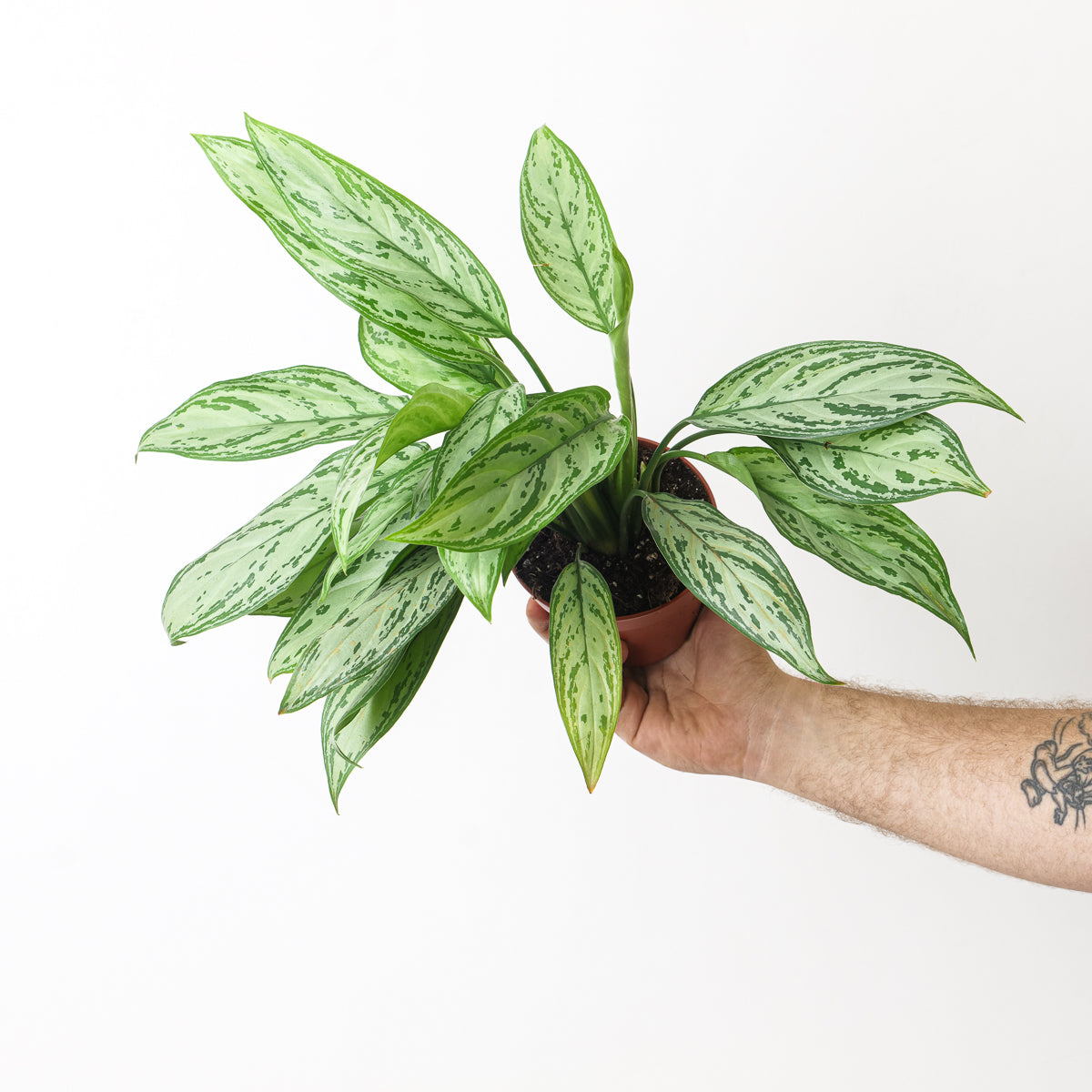 aglaonema silver splash Aglaonema Silver Queen | Plants