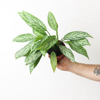 Aglaonema Silver Queen