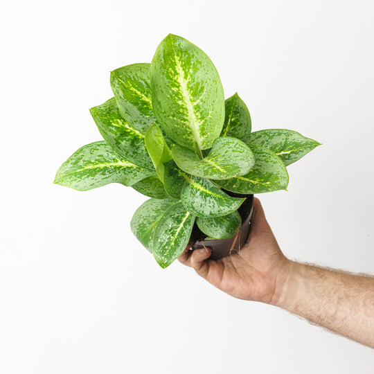 Aglaonema 'Lemon Mint' Plants GrowTropicals