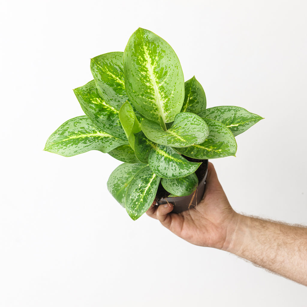 aglaonema mond Aglaonema 'Lemon Mint' | Plants