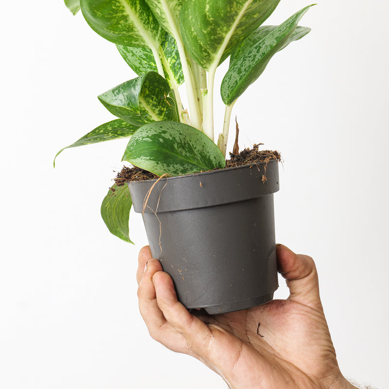 Aglaonema 'Lemon Mint' — 12cm