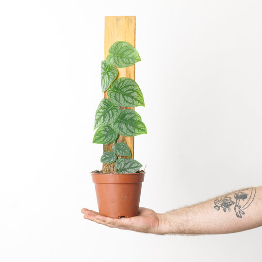 Monstera Dubia 14cm on Wood Plants GrowTropicals