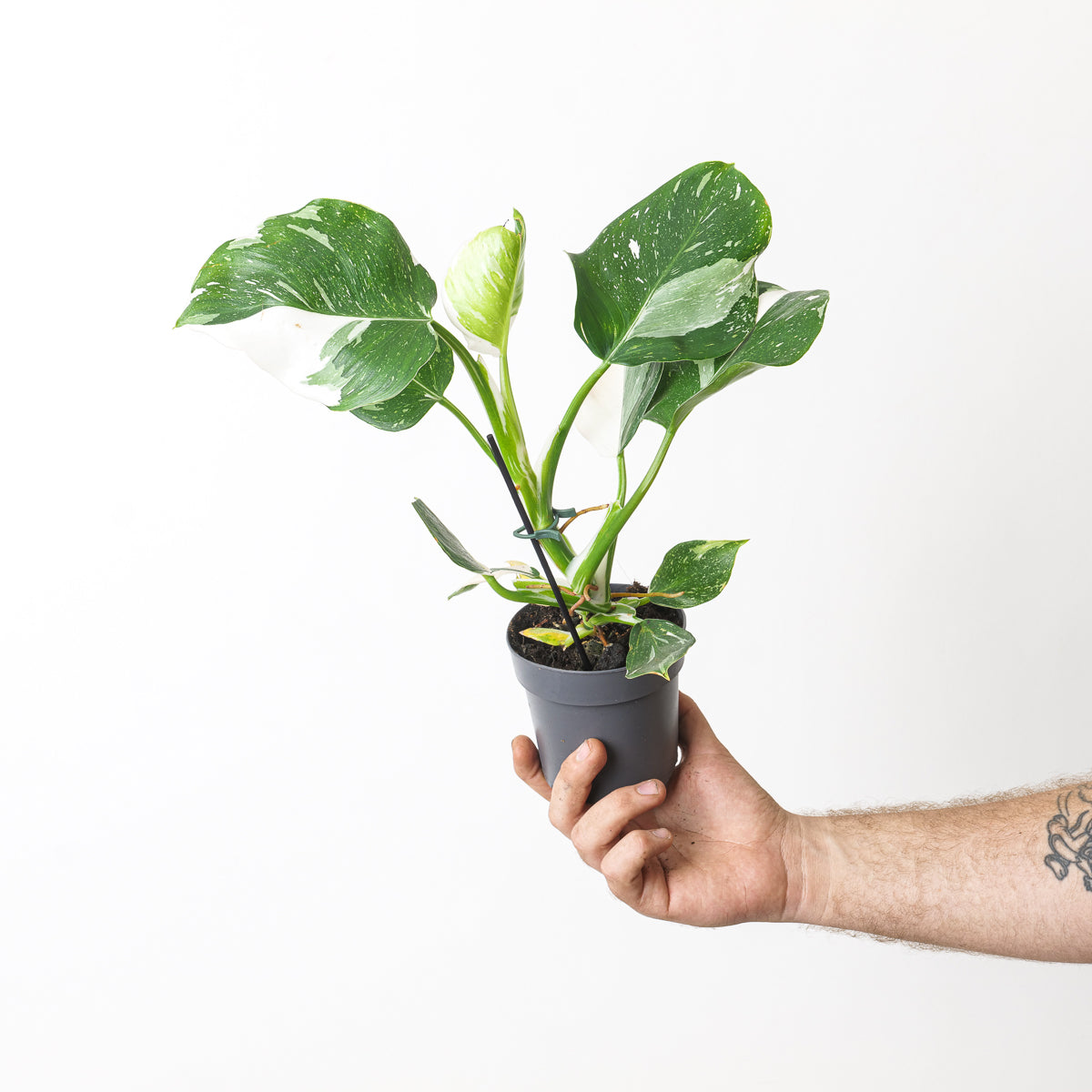philodendron white wizard tissue culture Philodendron White Wizard | Plants