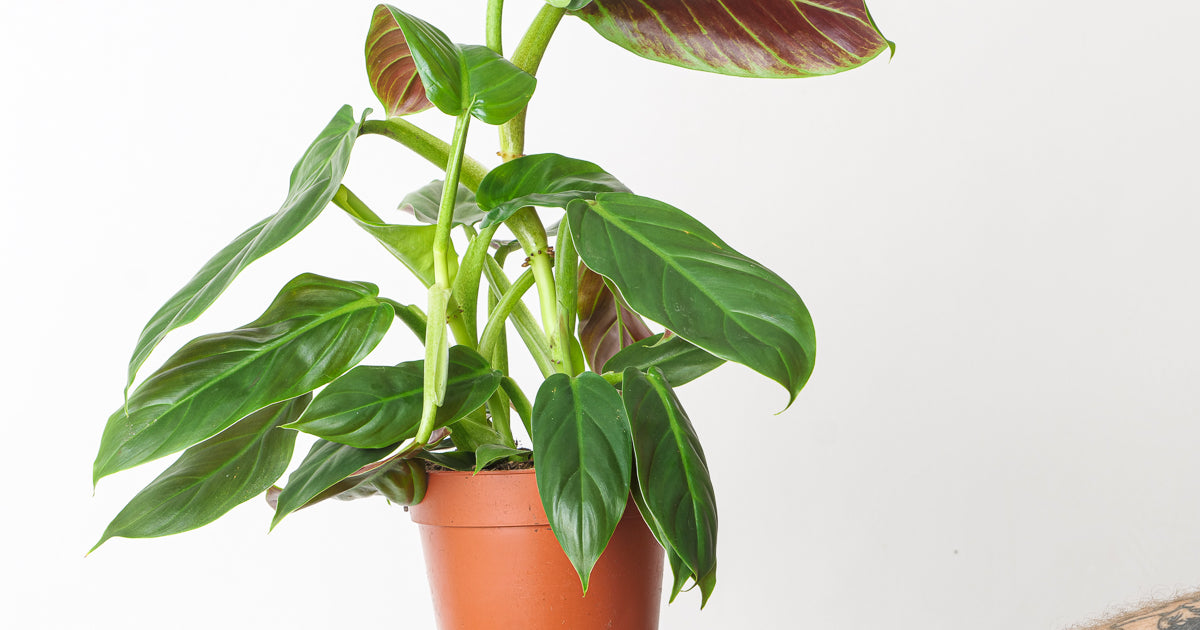 sujitha philodendron Philodendron subhastatum | Plants