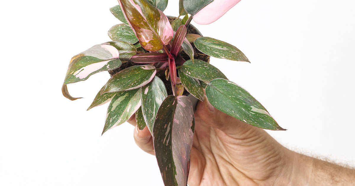 Philodendron Pink Princess | Plants | GrowTropicals.com